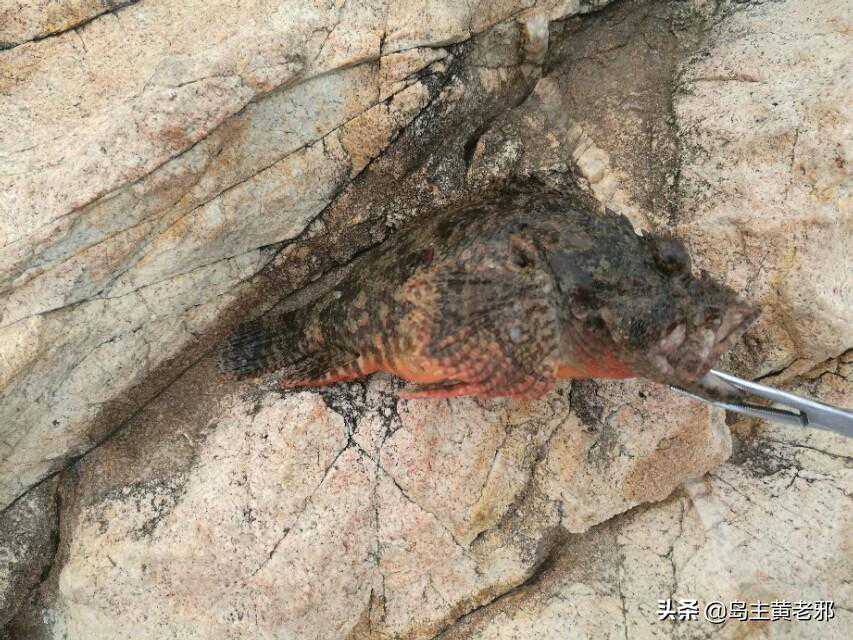 深圳海域常见鱼种:石崇(石头鱼)