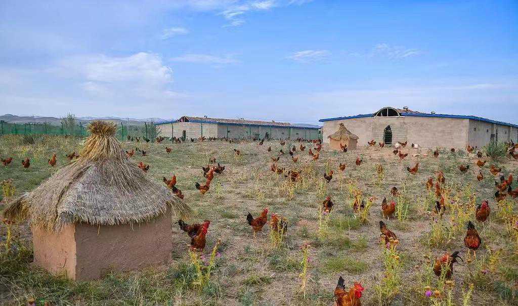 【典型引领】让治沙效果越来越好——八步沙林场第三代治沙人郭玺系列报道之二