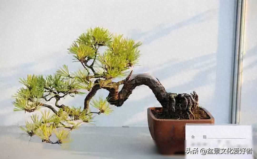 盆栽的黑松，做成“盆景”后，该如何养护？