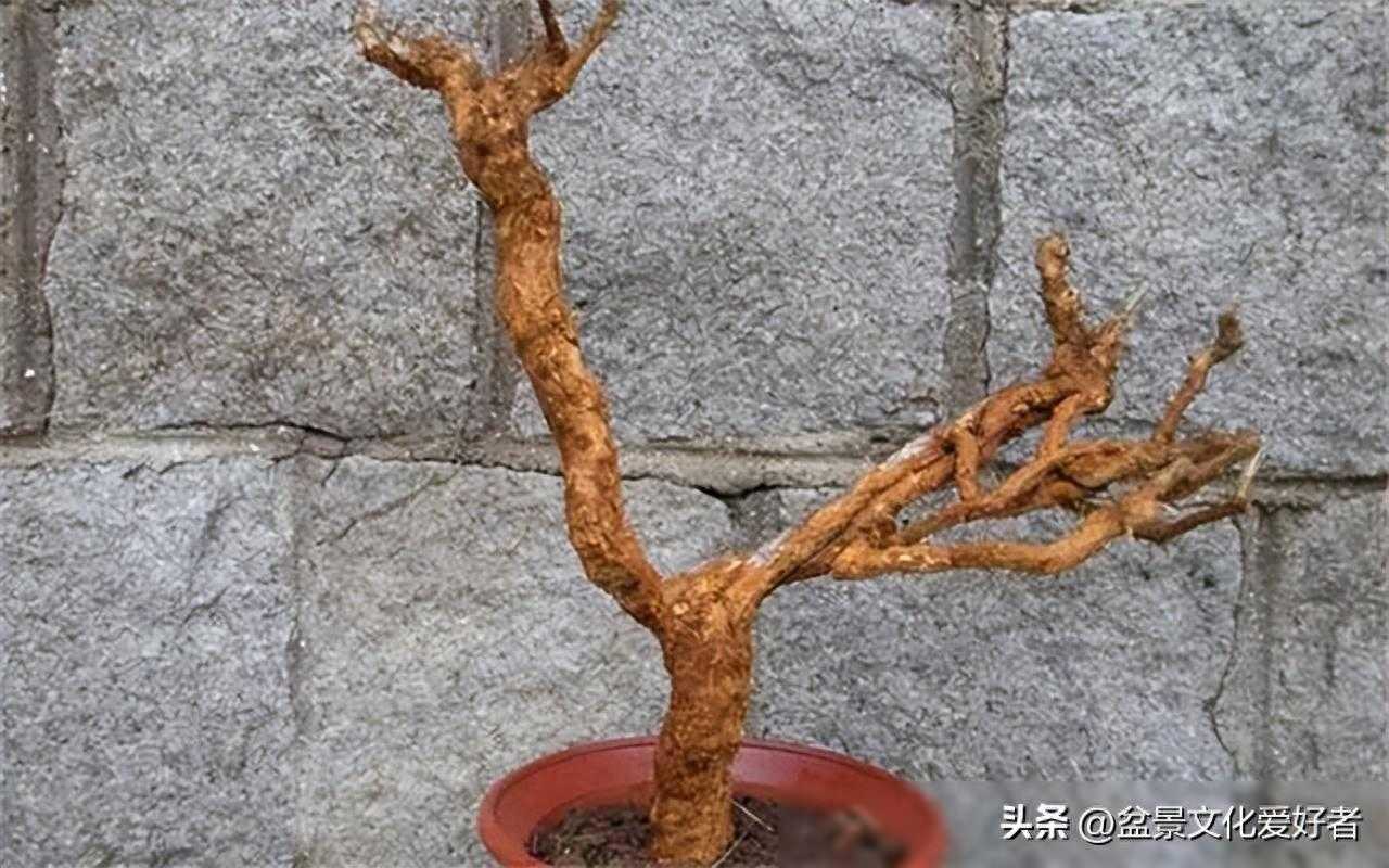 制作盆景的树桩名称，下山桩，生桩，熟桩