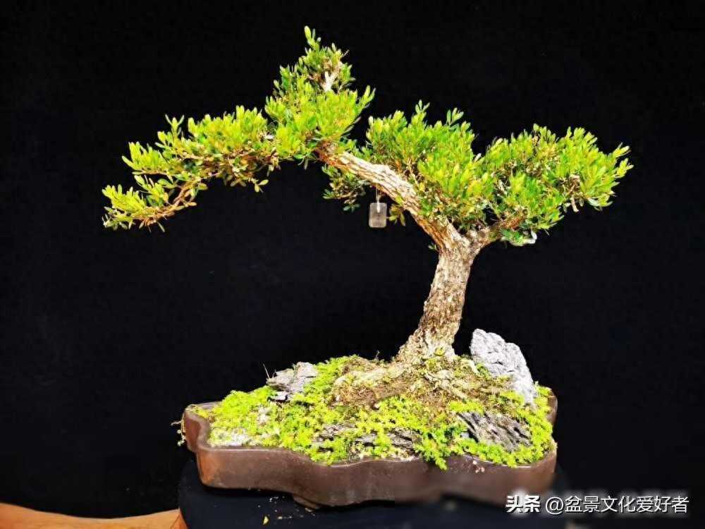 如何呕制肥料，给“盆景”树桩生长提供充沛动力？