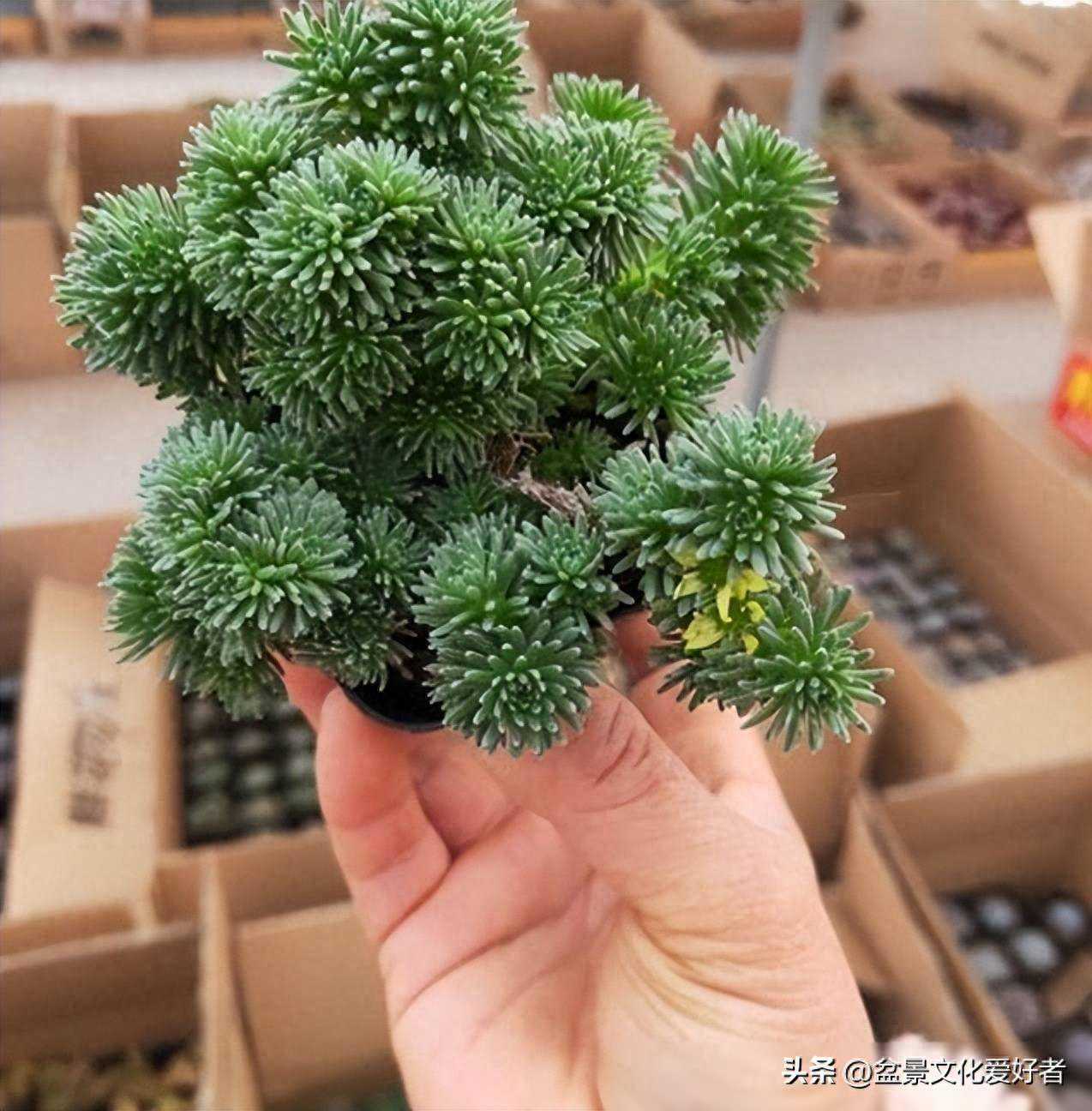 此款多肉清新淡雅，养成盆景有格调，皮实健壮适合新手