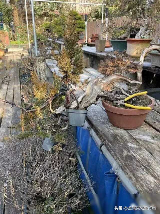 其实，很多植物都适合做“盆景”，但如何选择很重要？