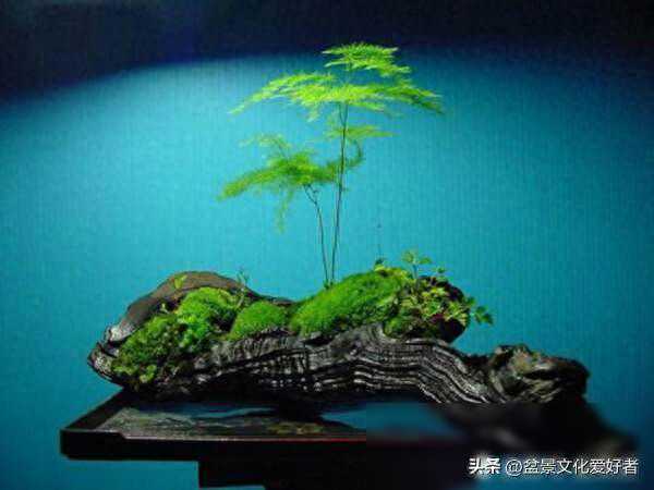 如何制作一款喜欢的“苔藓盆景”，流木盆景、苔小盆适合你