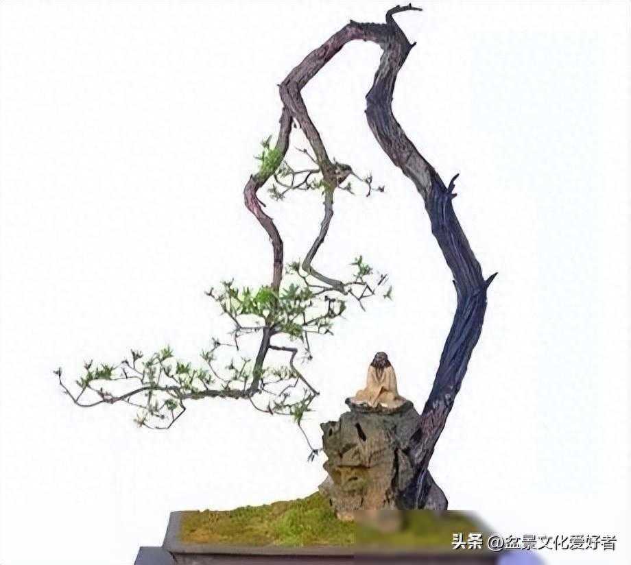 文人式盆景欣赏什么？制作步骤是怎样的？