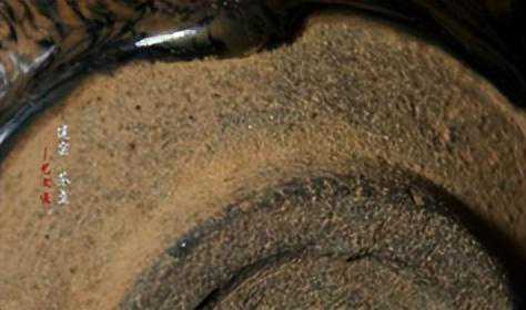 茶洋窑与建阳窑对比，听听专家怎么说