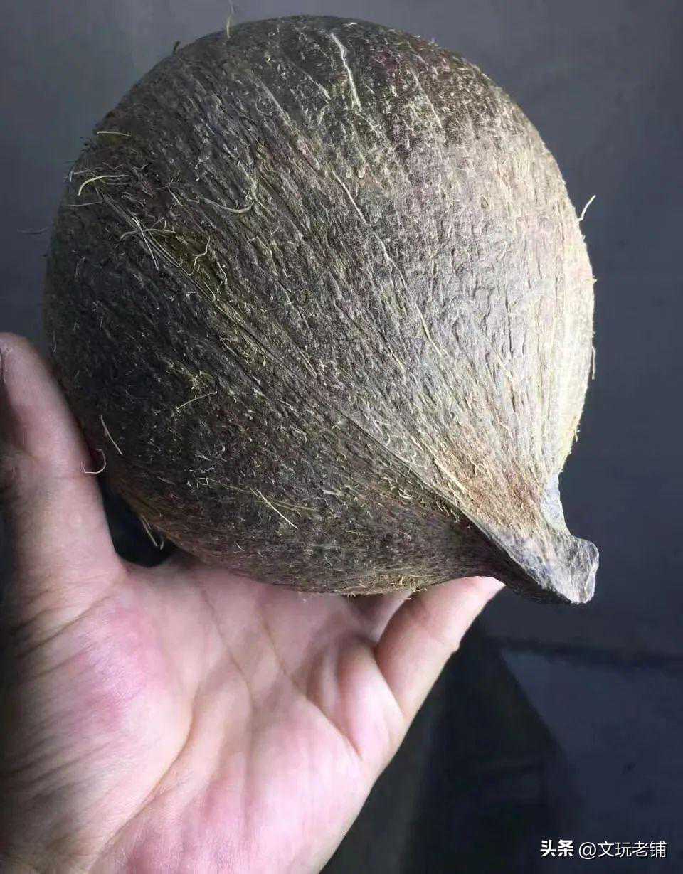 关于文玩椰蒂的一个小科普