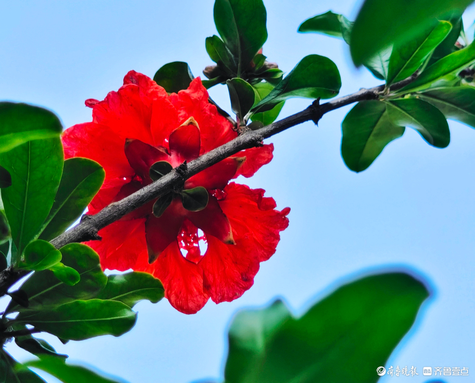 石榴花开红似火，寓意美好喜煞人