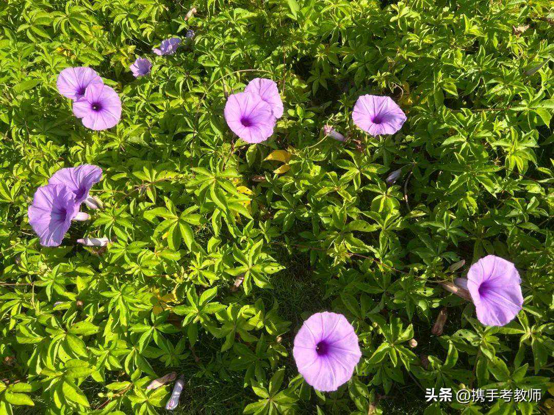 “五爪金龙”的“爪”怎么读？