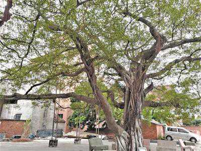 发现古树有病 请及时“报案”