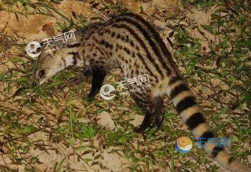 重大发现！消失30多年，这个“神兽”在浙江出现