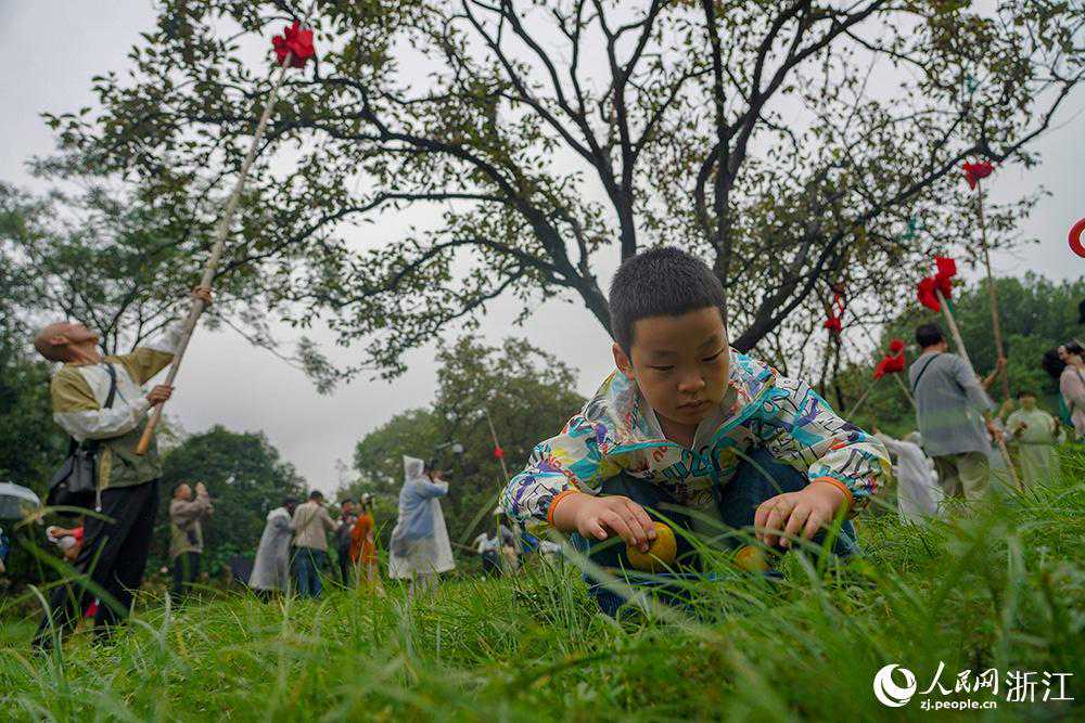 杭州西溪7000多棵柿子树迎来丰收