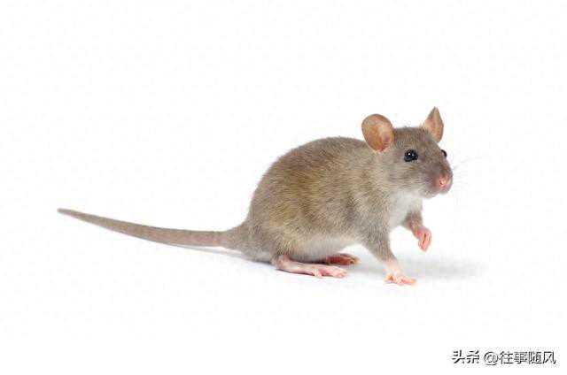 十二生肖哪天出生命比较苦！