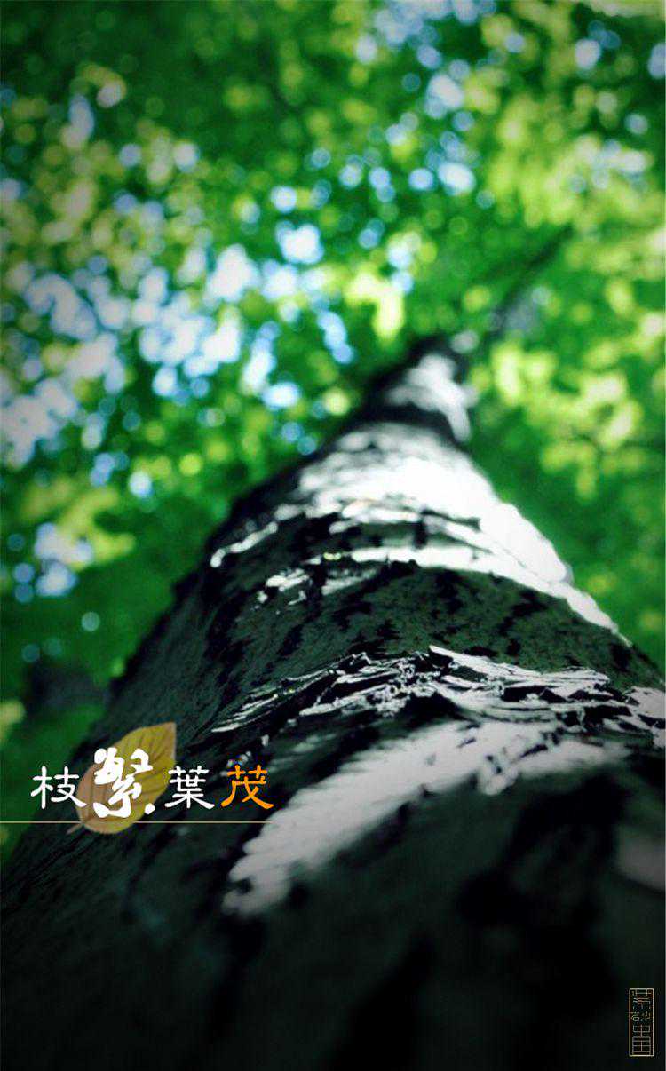 摶｜《老树繁枝》夏欣炜