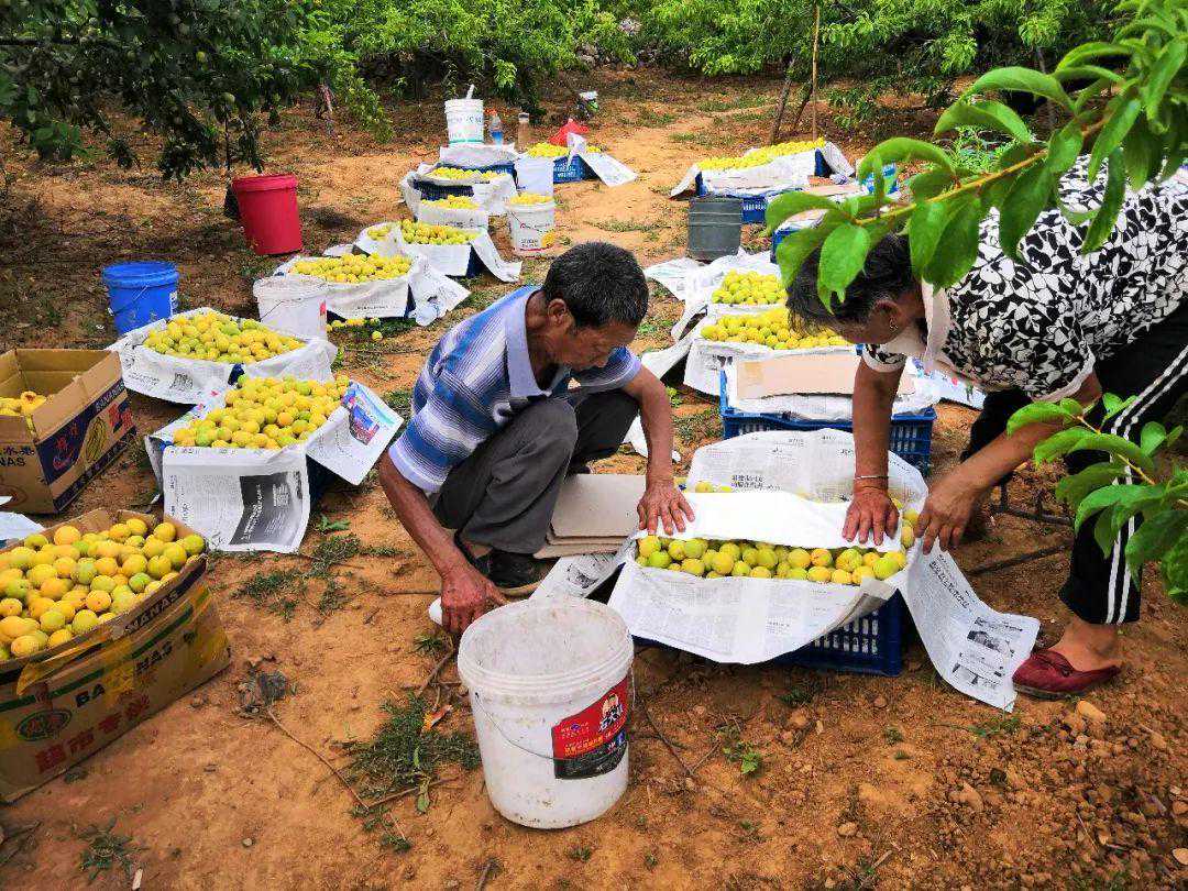 桂林镇：搭上电商“快车”小店李子网销全国