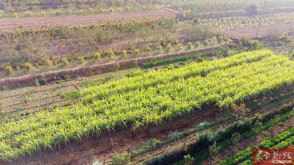 三门峡灵宝赵吾村“甘蔗林”开园了！是真甜