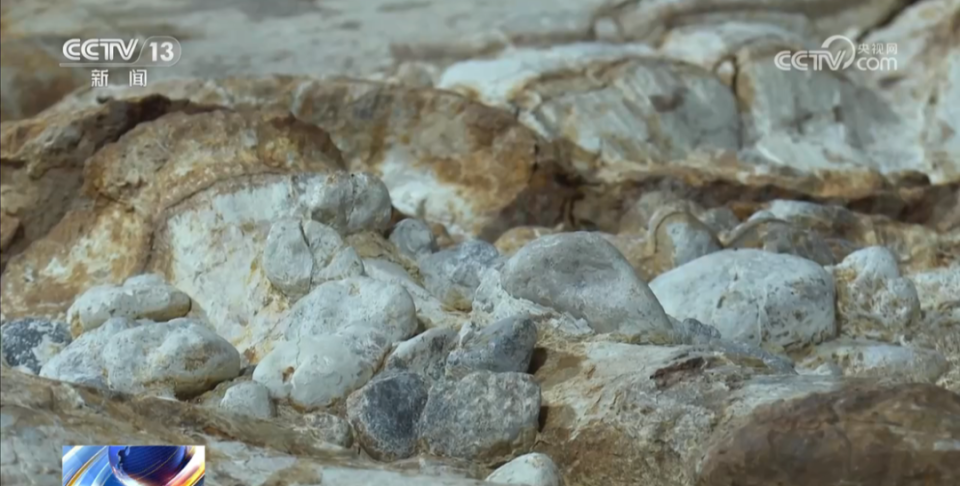 世界罕见！2具恐龙化石被发现！保存程度近100%