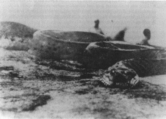 死亡缠绕:远古巨蛇大放送