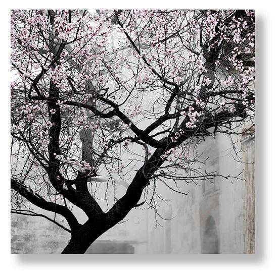 赏梅、画梅、摄梅，他爱梅入骨——年年观山一树梅