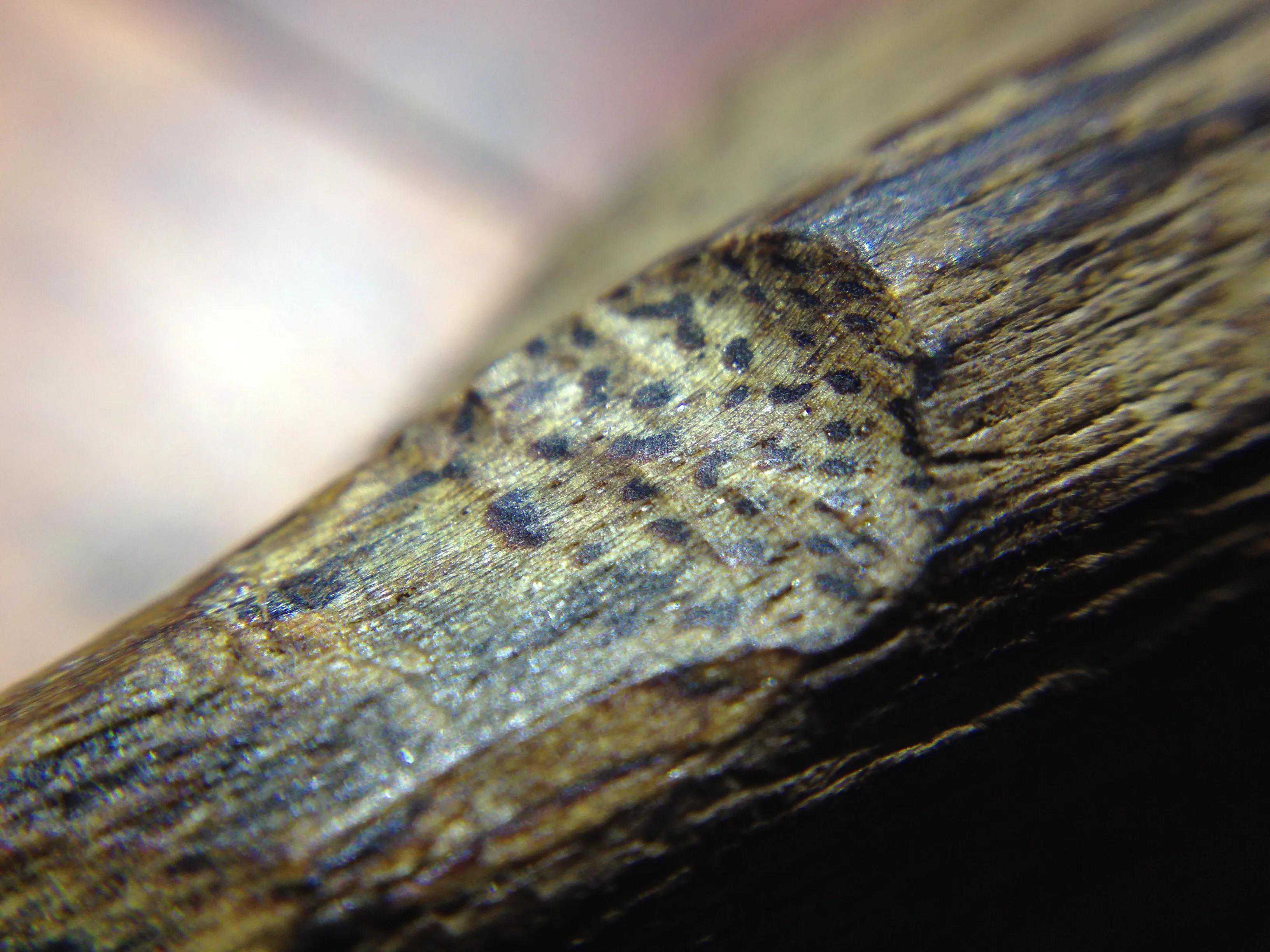 奇楠与沉香的区别