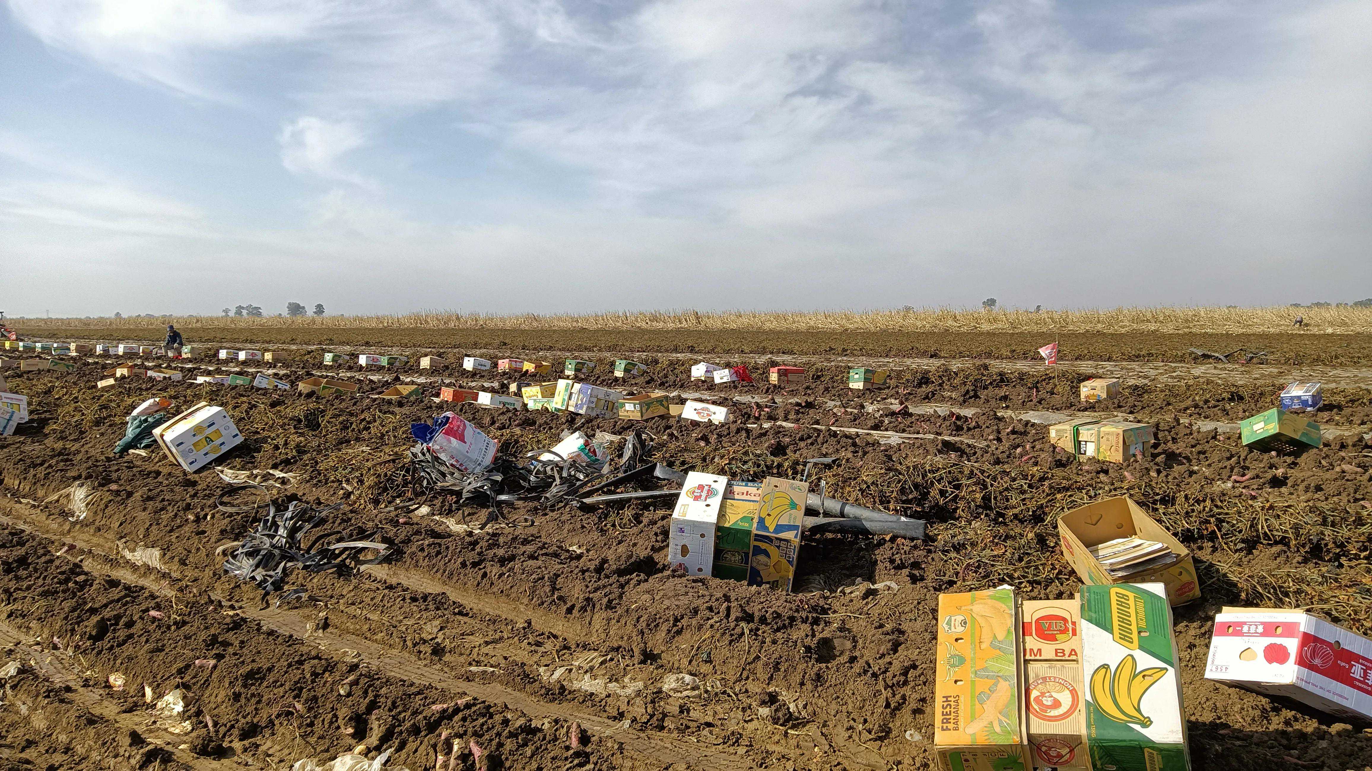 四个小时，我们捡了两千斤地瓜