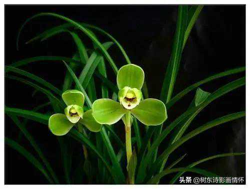 室雅兰香“兰”文化的中国情结