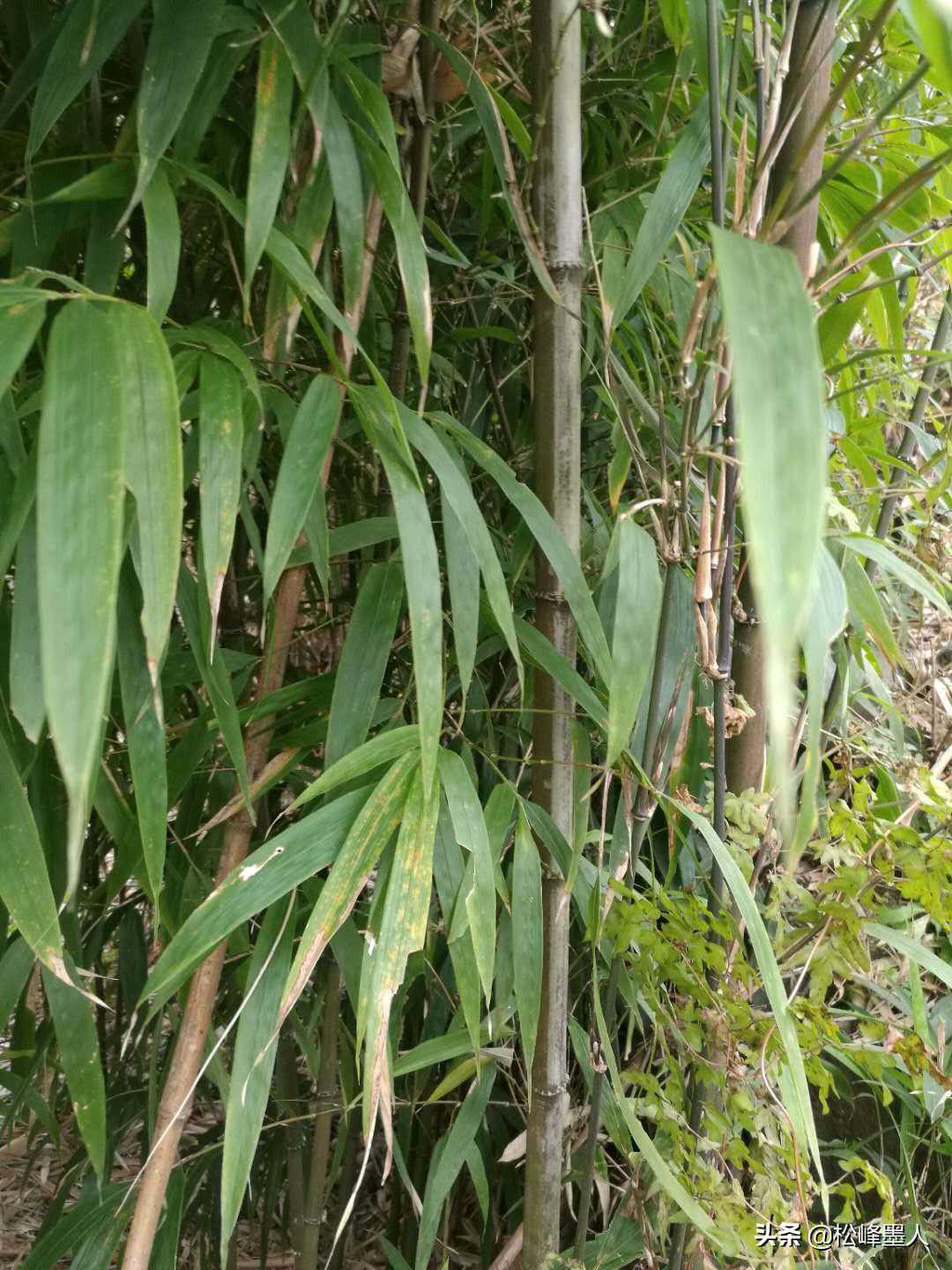 你看过方形的竹子和“S”形的竹子吗