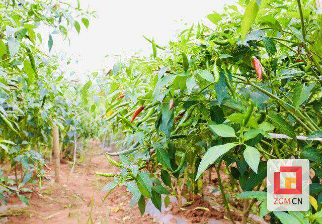 贡井区莲花镇：特色精品农业托起农民“致富梦”