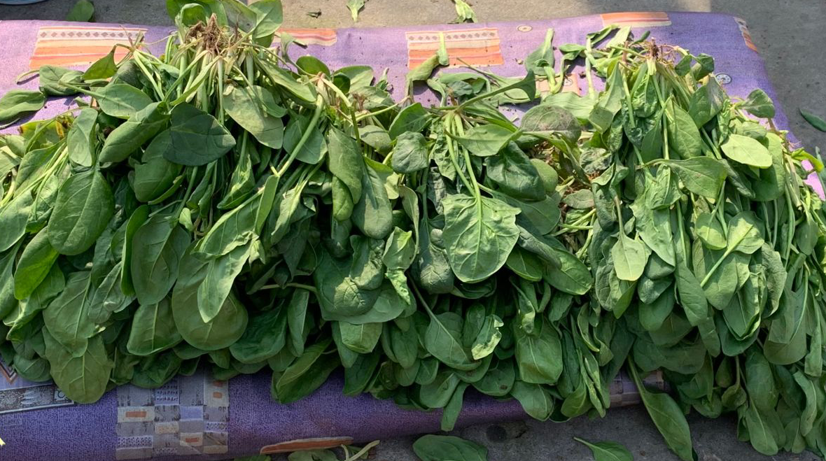 买菠菜时，要分清“尖叶”和“圆叶”，区别挺大，买错涩口不好吃