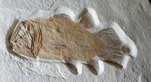 2亿年前鱼化石预计将以5万英镑拍卖