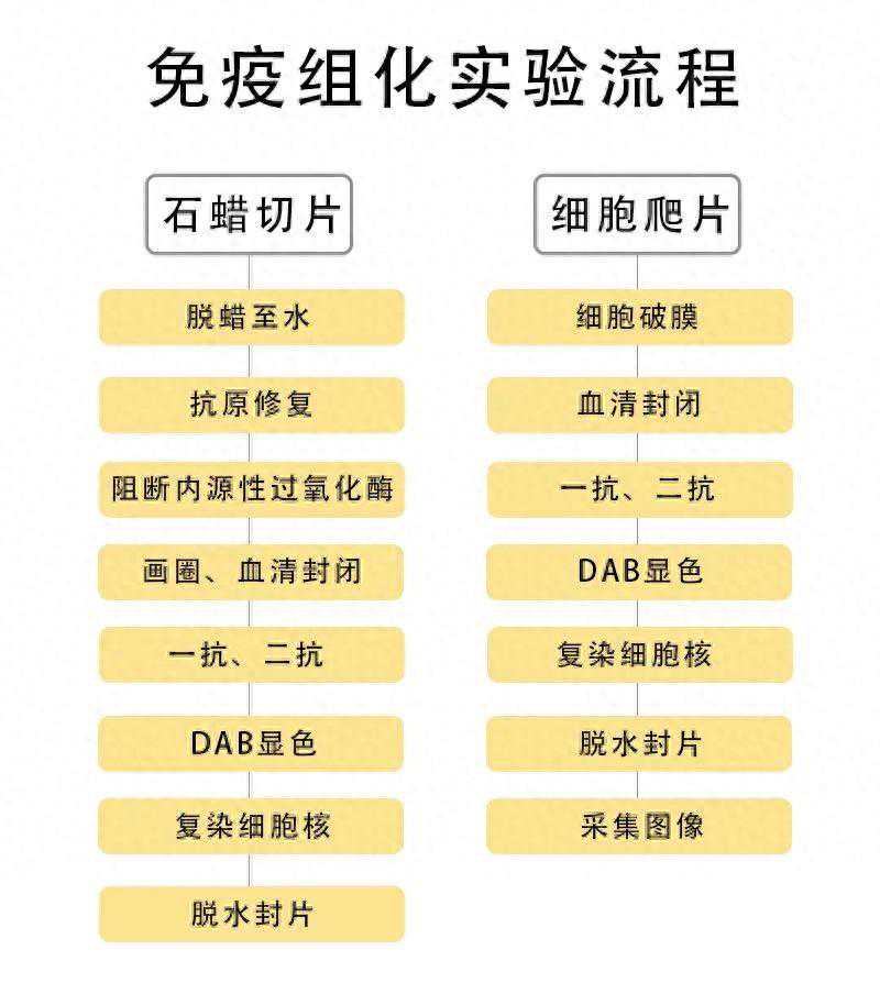 超详细解读——免疫组化实验，建议收藏！