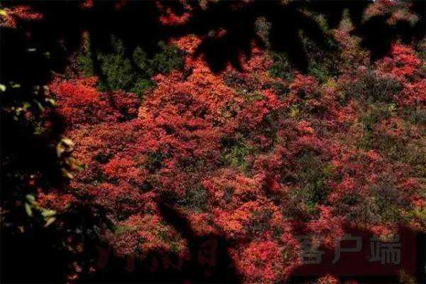 收藏！河南各地赏红叶详细攻略，不必远走，家门口就有