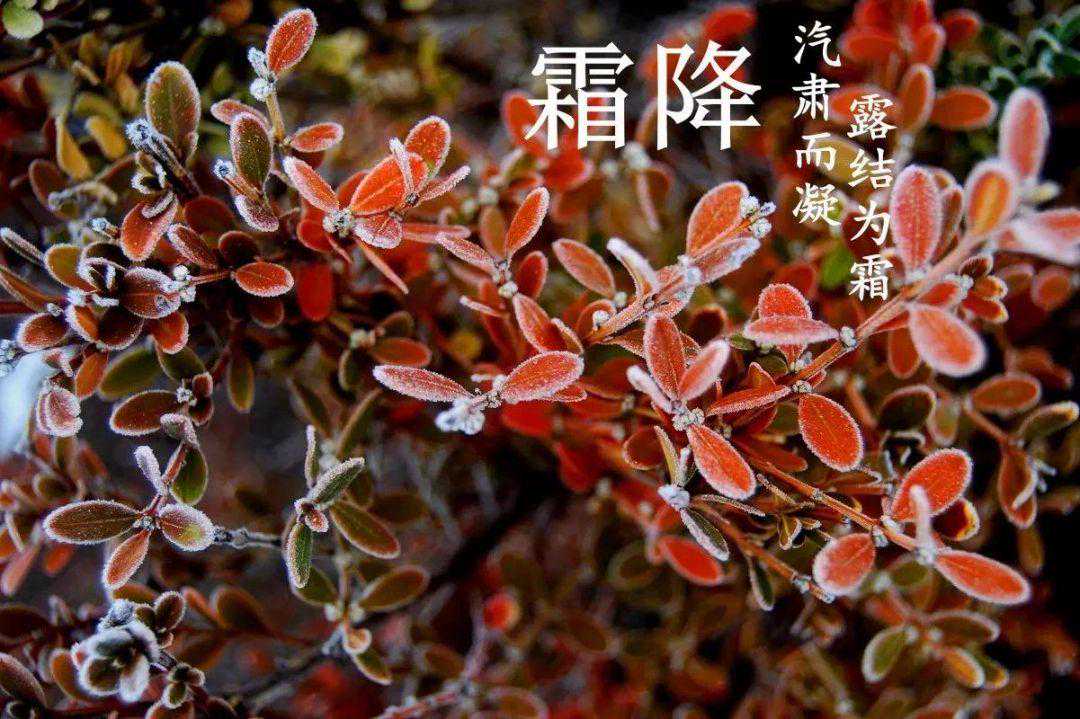 十月寒露接霜降秋收秋种冬活忙，晚稻脱粒棉翻晒精收细打妥收藏。